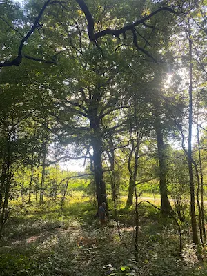 Lumière du soleil traversant les arbres en forêt sur le sentier pieds nus du Domaine de Larrous – Domaine de Larrous, Gaujacq (Landes)