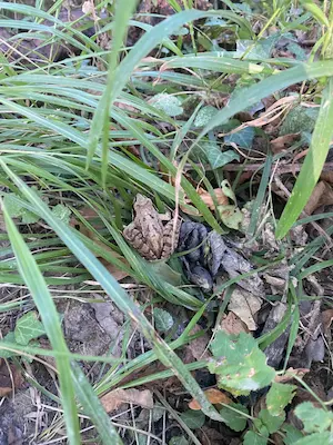Grenouille cachée dans l’herbe au sol sur le sentier pieds nus du Domaine de Larrous – Domaine de Larrous, Gaujacq (Landes)