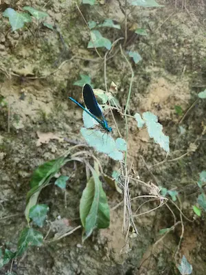 Libellule posée sur une plante en pleine nature le long du sentier pieds nus du Domaine de Larrous – Domaine de Larrous, Gaujacq (Landes)