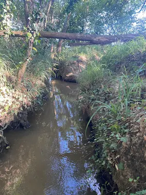 Ruisseau en forêt traversant le parcours du sentier pieds nus du Domaine de Larrous – Domaine de Larrous, Gaujacq (Landes)
