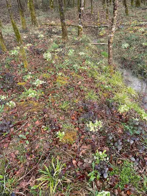 Sous-bois humide avec végétation naturelle le long du sentier pieds nus du Domaine de Larrous – Domaine de Larrous, Gaujacq (Landes)