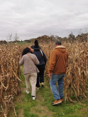 Visiteurs dont une personne déguisée en sorcière marchant dans un labyrinthe de maïs pendant Halloween au Labyrinthe de Chalosse – Domaine de Larrous, Gaujacq (Landes)