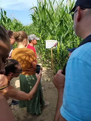 Participants prenant en photo un panneau d’énigme dans le labyrinthe de maïs au Labyrinthe de Chalosse – Domaine de Larrous, Gaujacq (Landes)