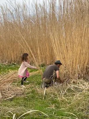 Récolte de miscanthus en famille au Labyrinthe de Chalosse pour préparer une animation nature – Domaine de Larrous, Gaujacq (Landes)