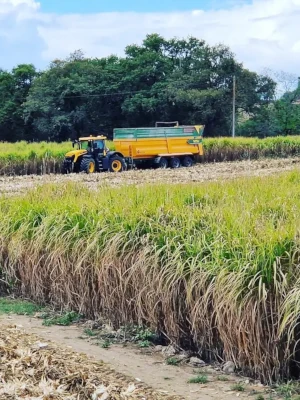 Récolte mécanisée du miscanthus en champ pour production de paillage – Domaine de Larrous, Gaujacq (Landes)